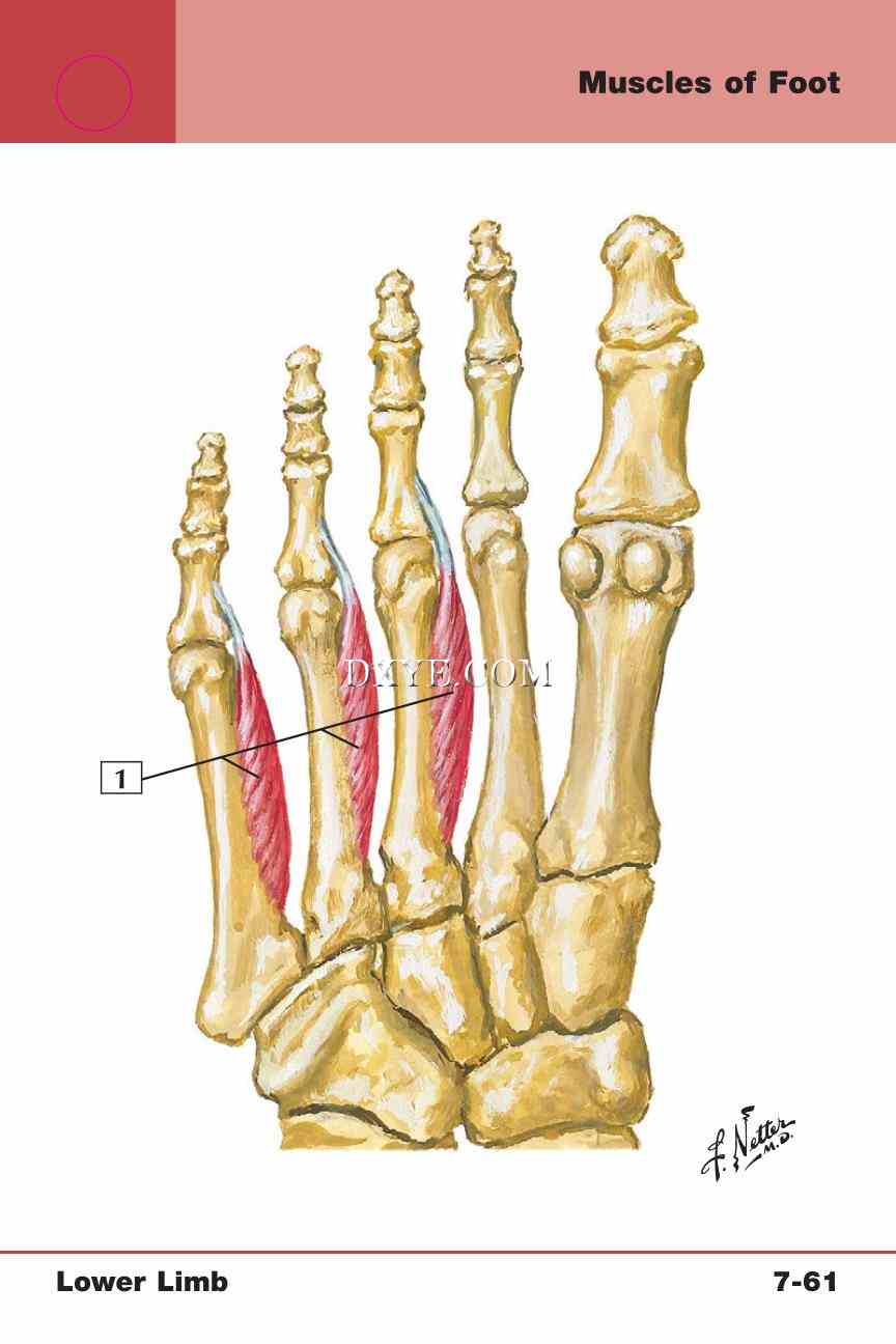 Netter's Anatomy Flash Cards, 4th Edition_649.jpg