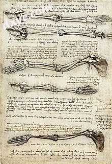 Anatomical study of the arm, by Leonardo da Vinci, c. 1510