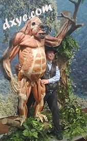 Gunther von Hagens has popularised anatomy with his plastinated specimens, here a gorilla.