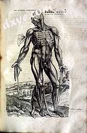 Image of muscular anatomy from De humani corporis fabrica by Andreas Vesalius, 1543