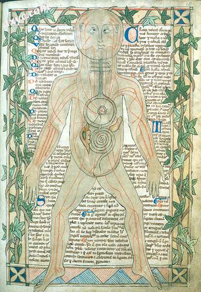 13th century anatomical illustration.jpg