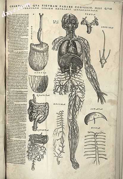 Anatomical chart in Vesalius&#039;s Epitome, 1543.JPG