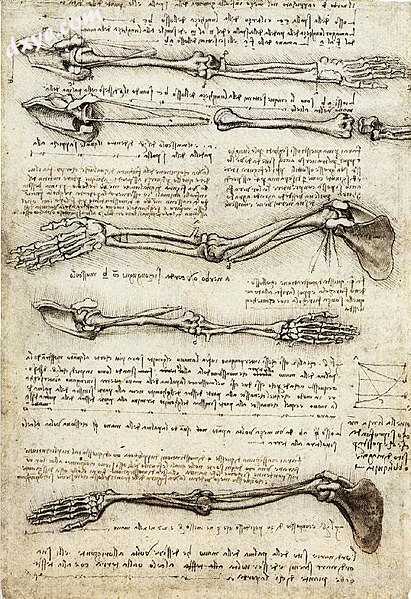 Anatomical study of the arm, by Leonardo da Vinci, (about 1510).jpg