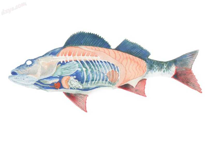 Cutaway diagram showing various organs of a fish.jpg