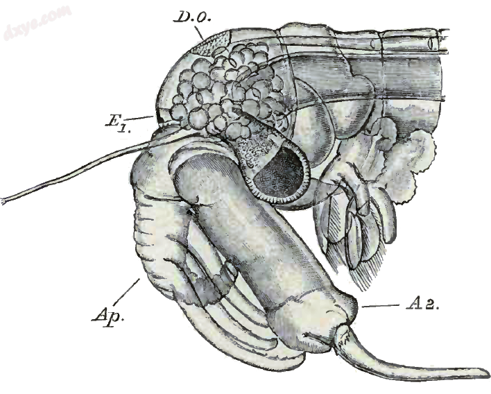 Head of a male Daphnia, a planktonic crustacean.png