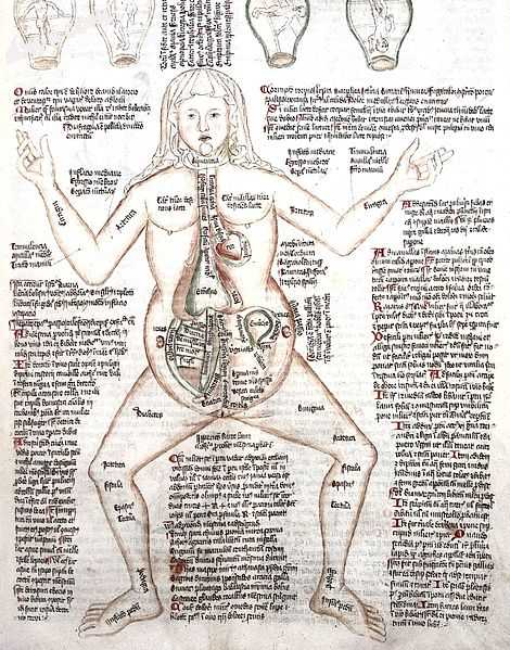 Image of early rendition of anatomy findings.jpg