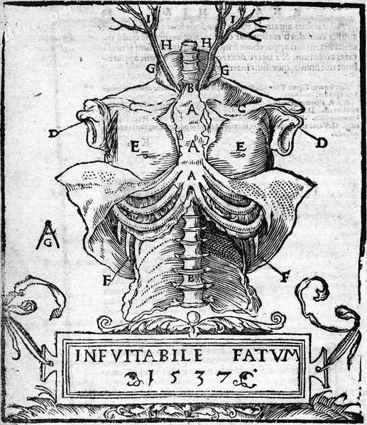 Mondino de Luzzi, Anathomia, 1541.jpg