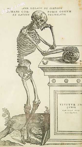 One of the large, detailed illustrations in Andreas Vesalius&#039;s De humani co.jpg