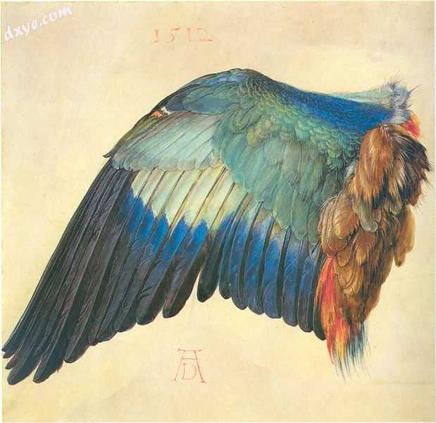Part of a wing. Albrecht Dürer, c. 1500–1512.jpg