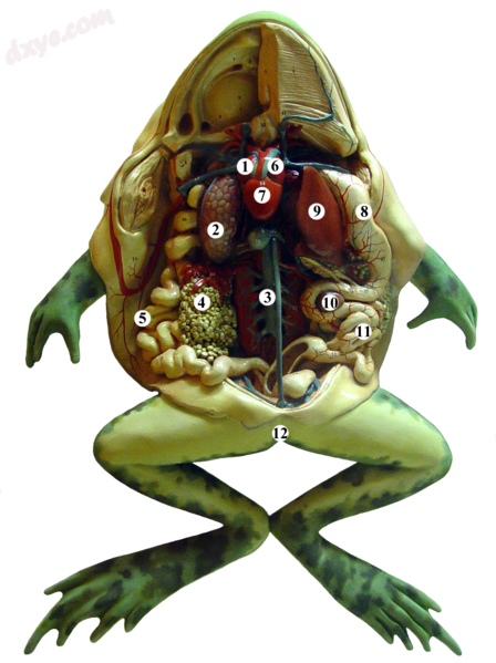 Plastic model of a frog.PNG
