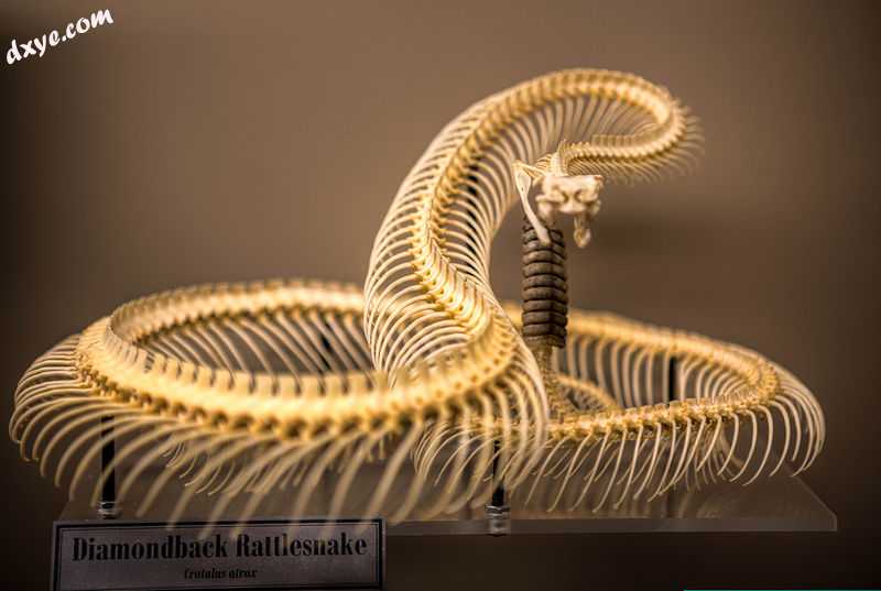 Skeleton of a diamondback rattlesnake.jpg
