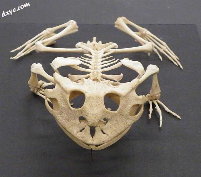 Skeleton of Surinam horned frog (Ceratophrys cornuta).jpg