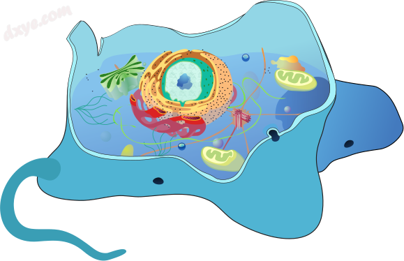 Stylized cutaway diagram of an animal cell (with flagella).png