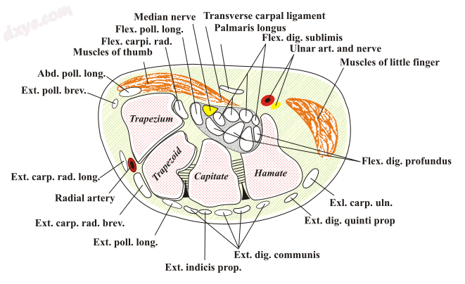 Transverse section across the wrist and carpals; the palm is at the top (carpal .png
