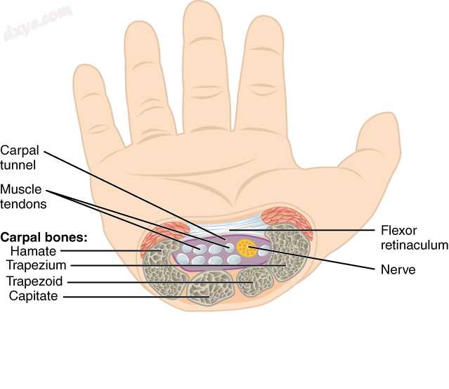 The carpal tunnel.jpg