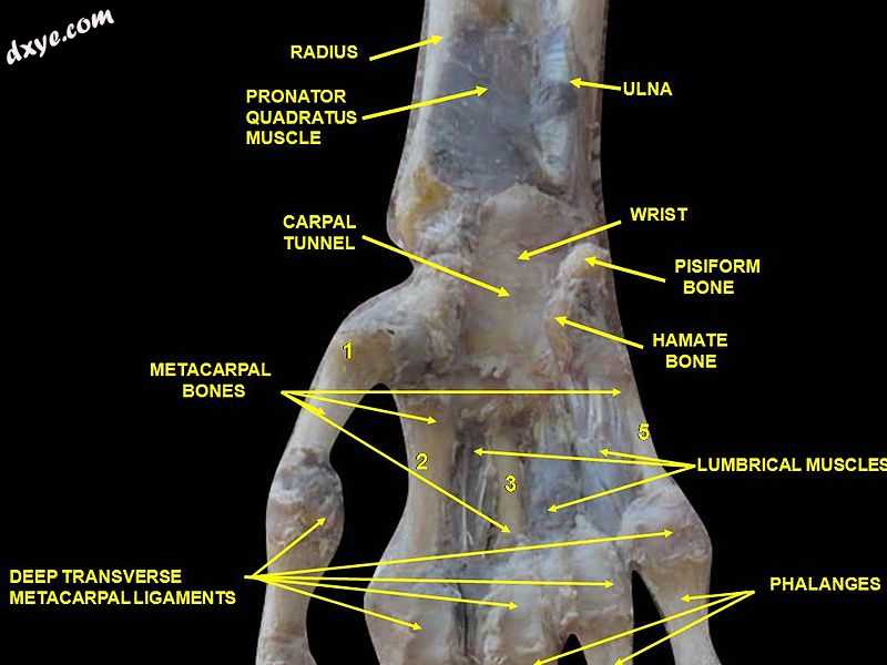 Wrist joint. Deep dissection.Anterior, palmar, view.2.jpg