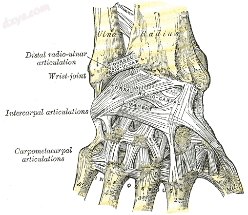 Ligaments of wrist. Posterior view. (Dorsal radio-carpal ligament visible at center.).png
