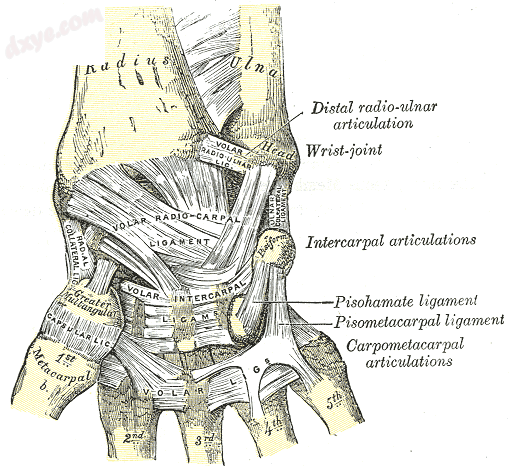 Ligaments of wrist. Anterior view. (Volar radiocarpal visible at center.).png