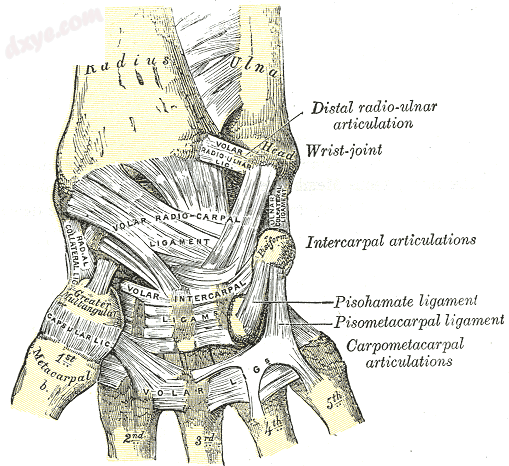 Ligaments of wrist. Anterior view. (Ulnar collateral visible at center right.).png