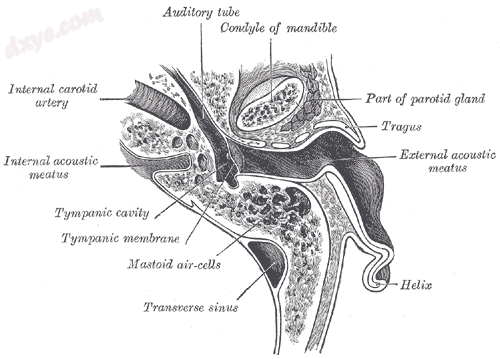 Horizontal section through left ear; upper half of section (耳轮 labeled at bot.png