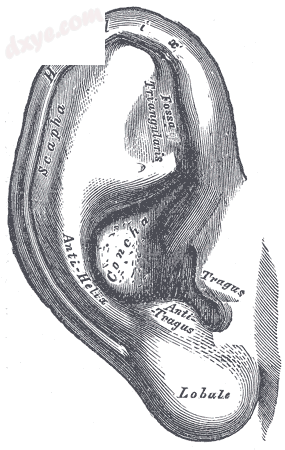The auricle seen from the side.png