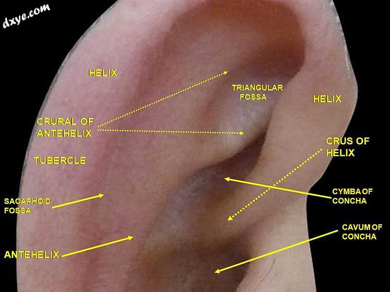 External ear. Right auricle.Lateral view.2.JPG