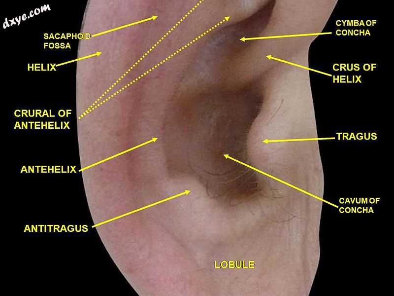 External ear. Right auricle.Lateral view.3.JPG
