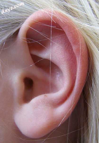 Left human ear.jpg