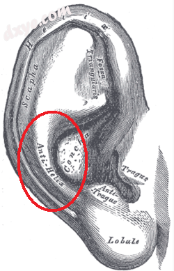 The auricula. Lateral surface..png