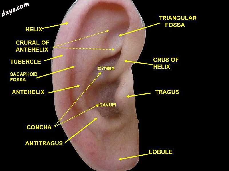 External ear. Right auricle.Lateral view..JPG