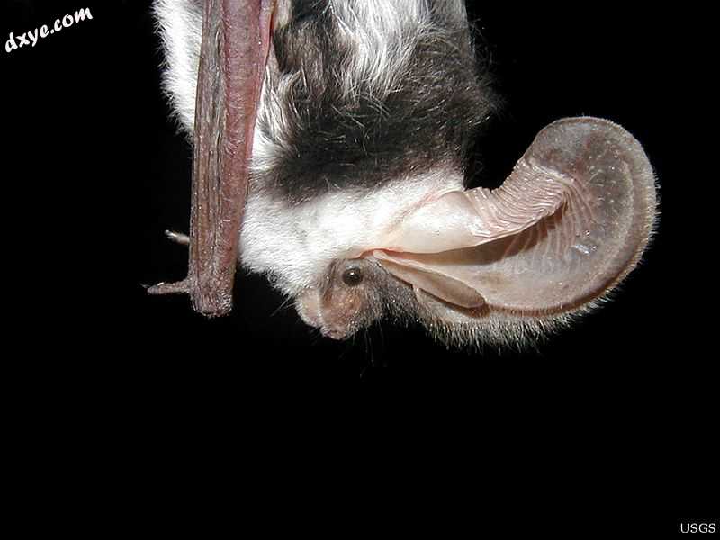 The blunt 耳屏 of the spotted bat.jpg