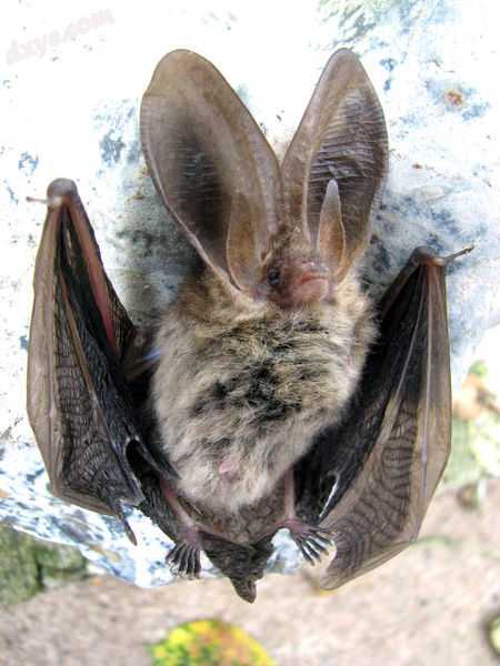 The long 耳屏 of the brown long-eared bat.jpg