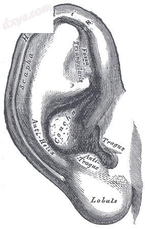 The auricula. Lateral surface..png