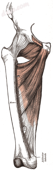 Deep muscles of the medial femoral region (adductor tubercle labeled at bottom right).png