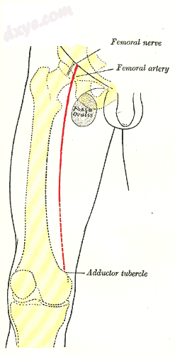 Front of right thigh, showing surface markings for bones, femoral artery and ner.png