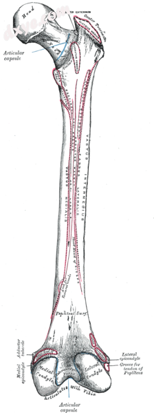 Right femur seen from behind.png