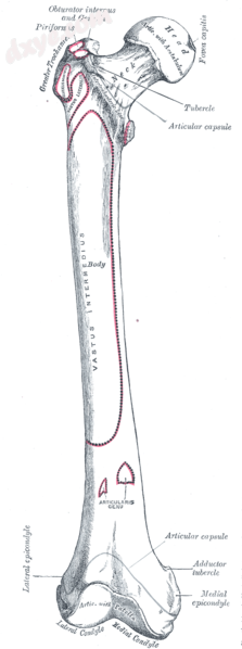 Right femur. Anterior surface. (Medial epicondyle labeled at bottom right.).png