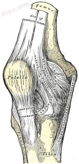 Right knee-joint. Anterior view. (Medial epicondyle visible at right.).png