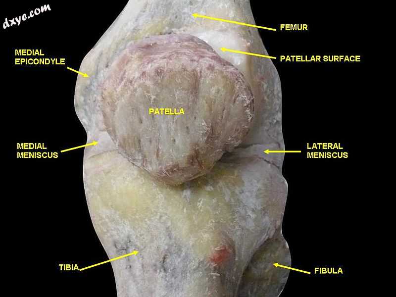 Knee joint.Deep 3 dissection. Anteromedial view..jpg