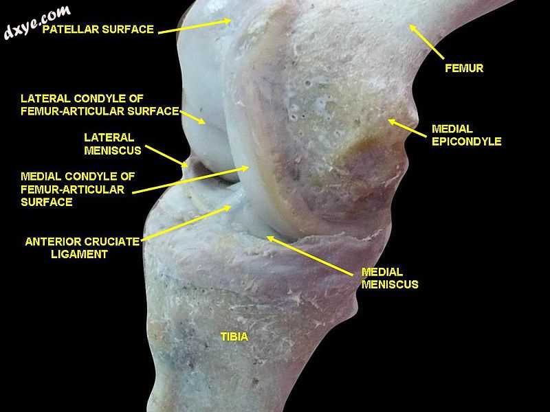 Knee joint.Deep 2 dissection. Anteromedial view..jpg