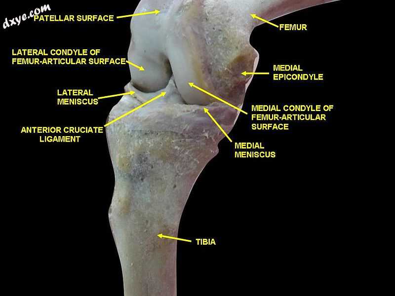 Knee joint.Deep 4 dissection. Anteromedial view..jpg