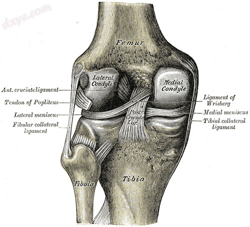 Left knee-joint from behind, showing interior ligaments..png