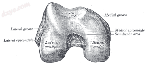 Lower extremity of right femur viewed from below..png