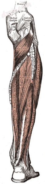 Muscles of the back of the leg. Deep layer..png