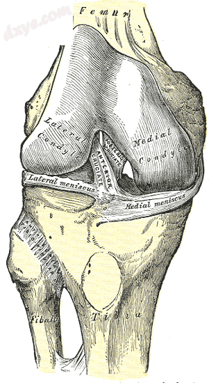 Right knee-joint, from the front, showing interior ligaments..png