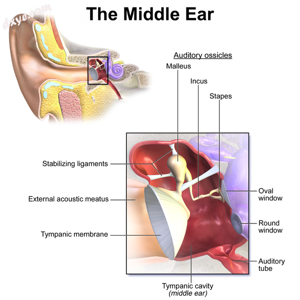 Middle ear, with 卵圆窗 at right..png