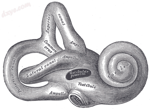 Right osseous labyrinth. Lateral view (label is vestibular fenestra — black cir.png