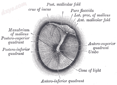 Right tympanic 2membrane as seen through a speculum..png