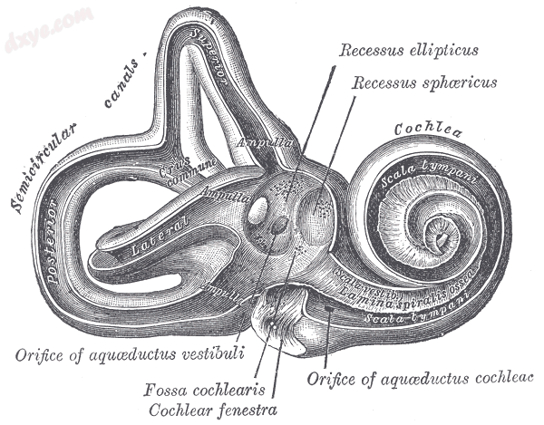 Interior of right osseous labyrinth (label is 耳蜗r fenestra, at bottom center).png