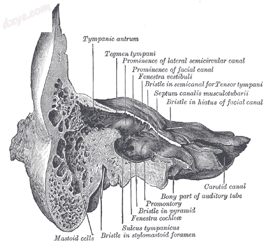 Coronal section of right temporal bone. (Prominence of the facial canal labeled .png